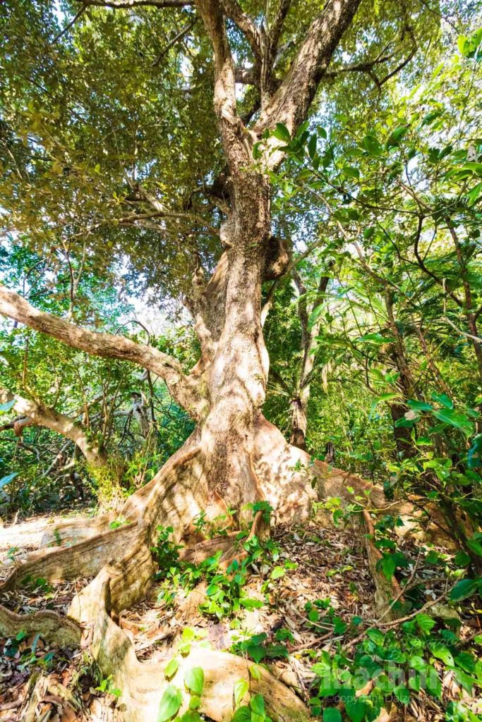 奄美大島最大級のサキシマスオウノキ 奄美大島観光 大島タクシー