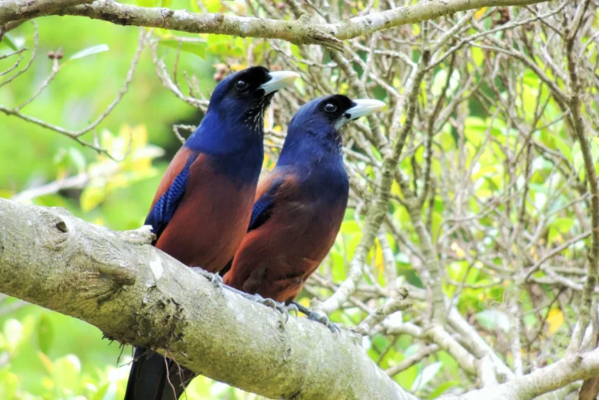 奄美自然観察の森 奄美大島観光タクシー ルリカケス写真